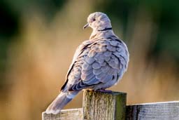 collared dove